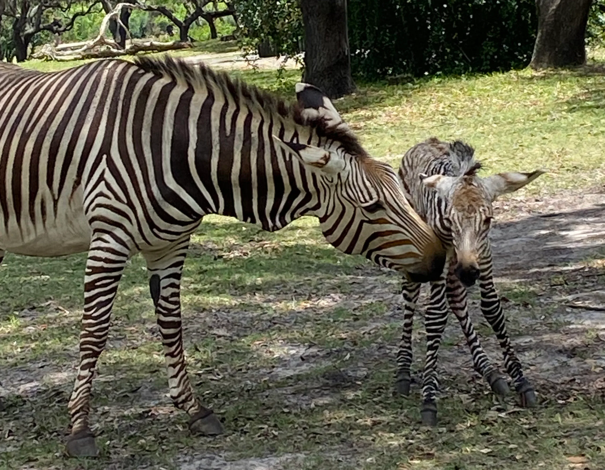 Mama and baby zebra at Disney's Animal Kingdom